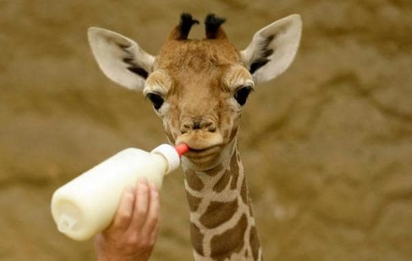 Une girafe avec un biberon.... à mon avis, c'est ma seule chance de mettre cette image dans un article...